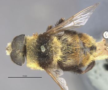 Media type: image;   Entomology 4072 Aspect: habitus dorsal view